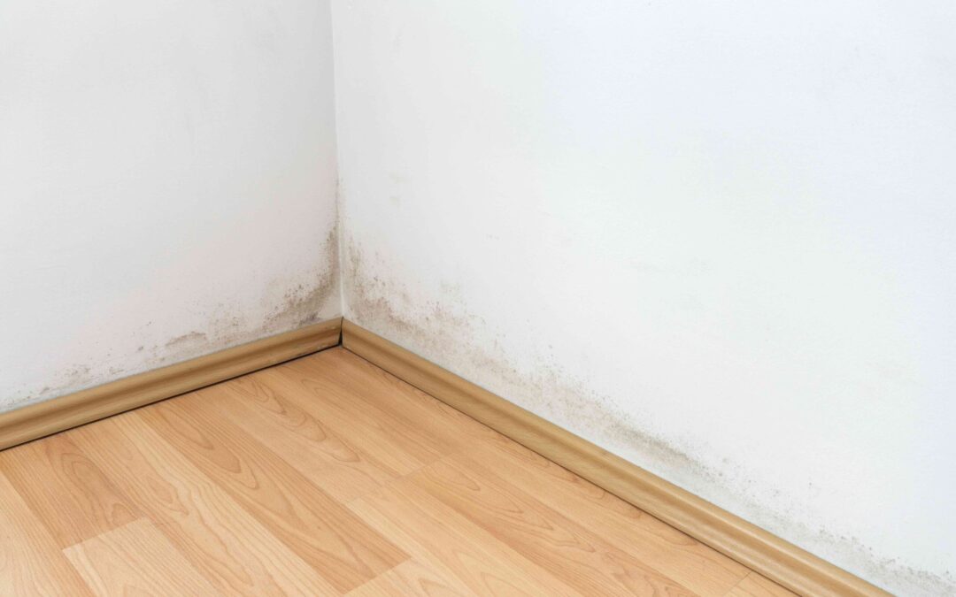 Schimmel in huurwoningen: oorzaak, recht & oplossing