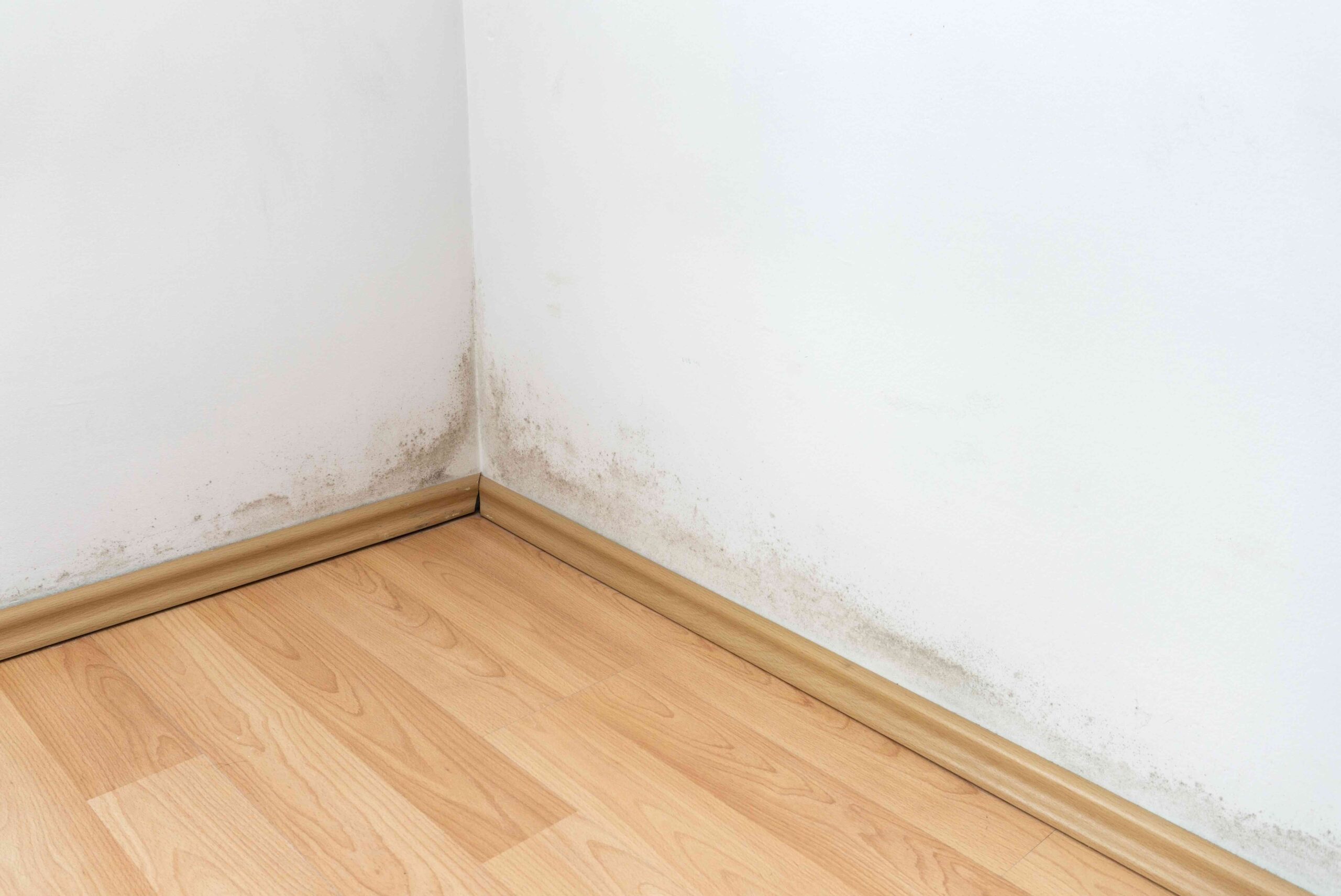 Schimmel in huurwoningen: oorzaak, recht & oplossing